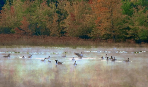morning mist water sunrise pond maryland waterfowl canadageese cedarvillestateforest