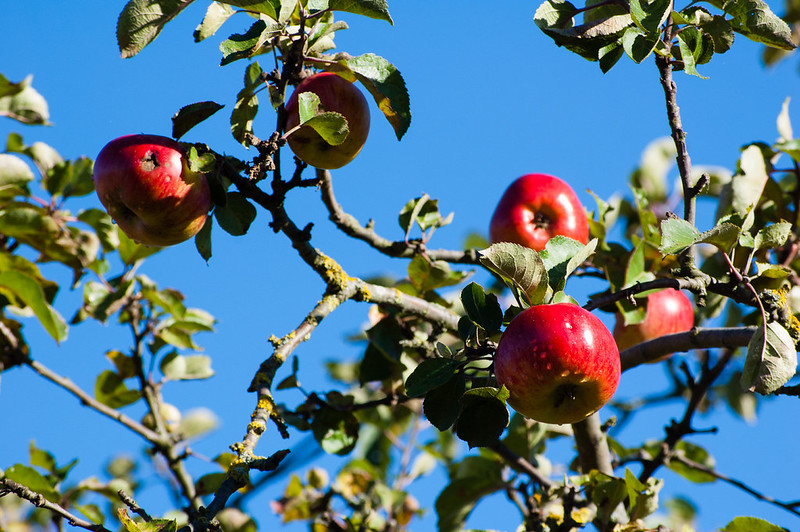 Ripening apples