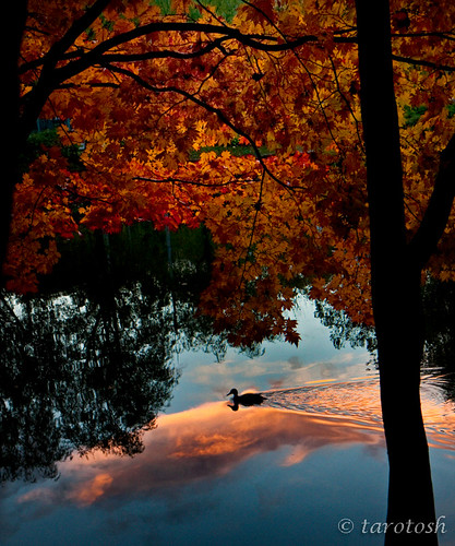 autumn sunset reflection leaves silhouette duck sapporo pond hokkaido glow ngc 北海道 tints magicunicornverybest coth5 coppercloudsilvernsun mygearandme mygearandmepremium mygearandmebronze mygearandmesilver mygearandmegold