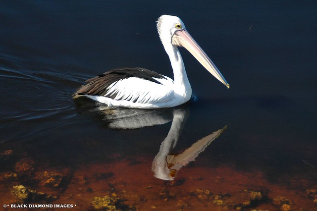 Myall River Pelican