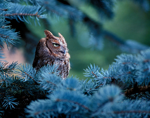 Screech - Red Morph - Blue Spruce by Bryan Olesen
