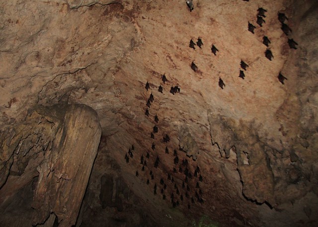 Bats in the Le Khaokob Cave