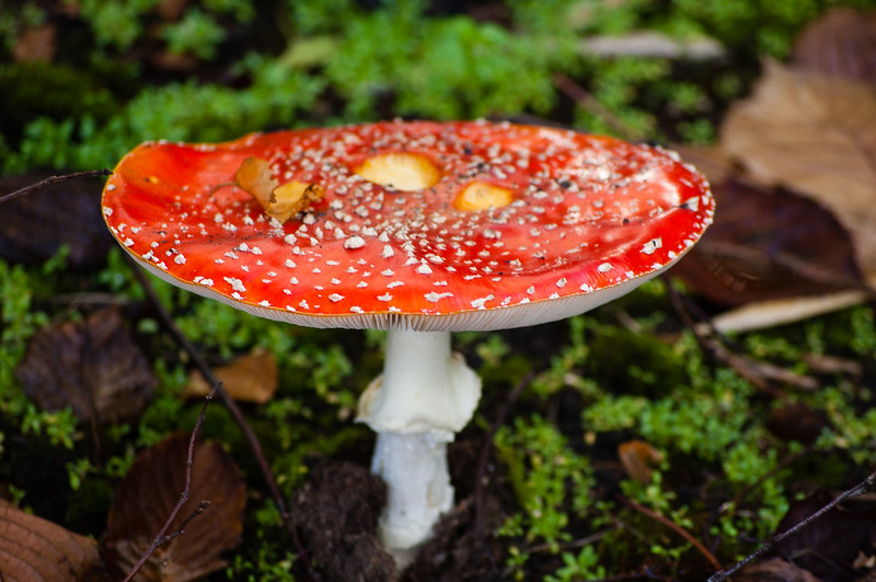 Fly agaric