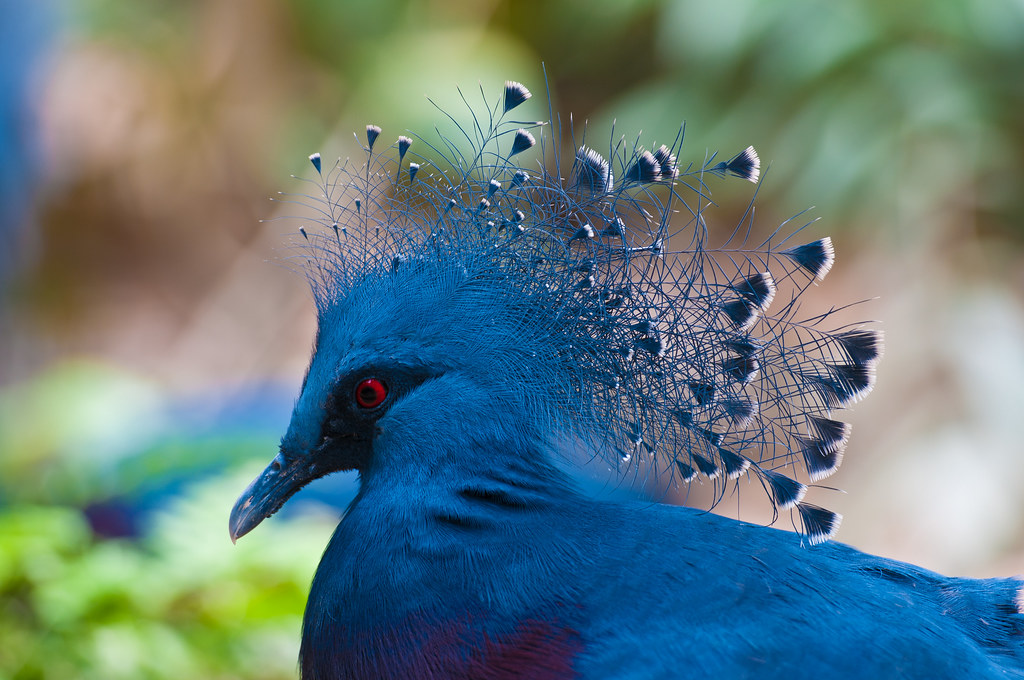 Blue Crowned Pigeon by ***roham***