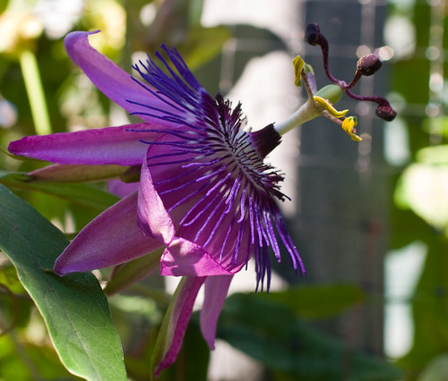 Ocoee Flower, Also Known as Passion Flower | This beautiful … | Flickr