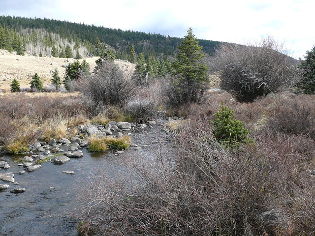 Pedrosa Creek, before it goes undergound, facing downstream.
