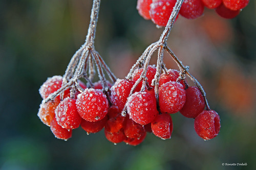 Iced berries by Renate Dodell