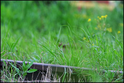 verde green grass rail via pasto