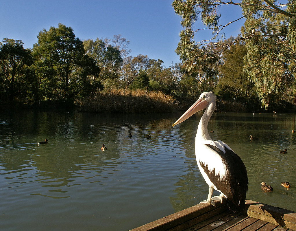 Cleland Wildlife Park | ... the Australian Pelican (Pelecanu… | Flickr