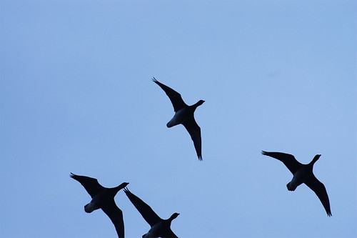 Geese or Menace? | As a golfer, I usually view Canadian Gees… | Flickr