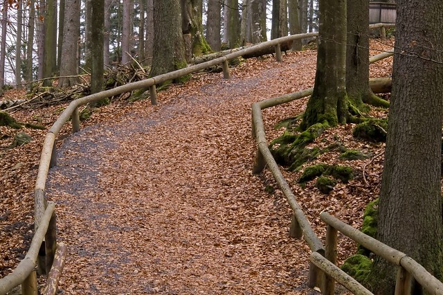 Path in the wood
