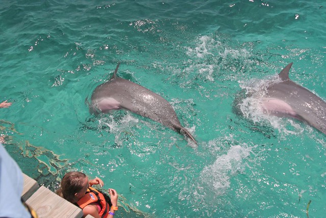 Isla Mujeres - Dolphins