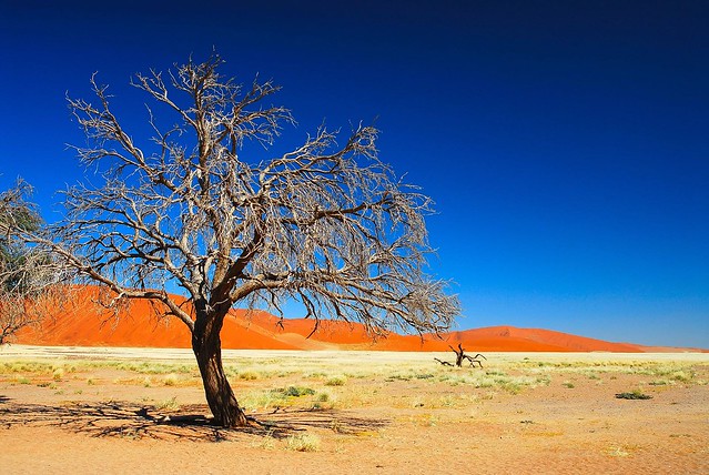 Namib tree