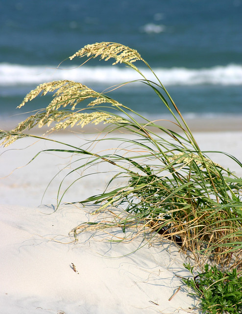 North Carolina Beach  --- Famous  Sea Oats