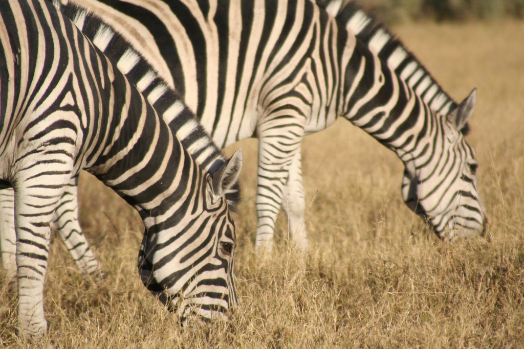 Zebra | Flickr