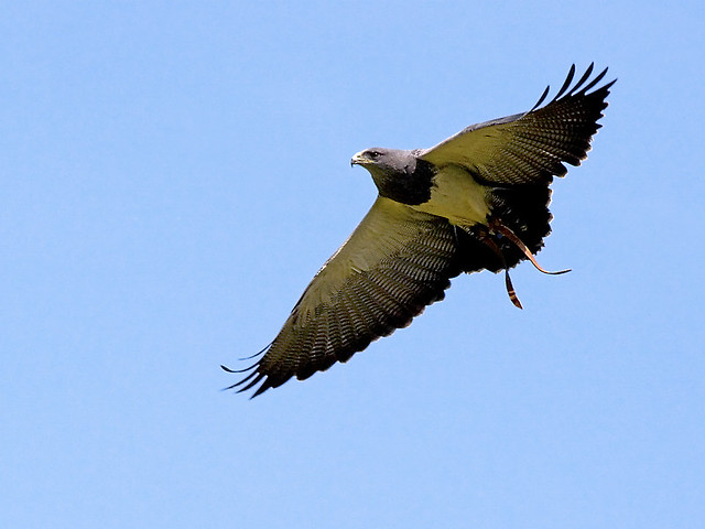 Grey Eagle Buzzard in Flight