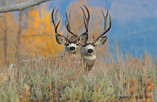 Mule Deer Bucks - 1193bsg