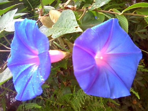 Morning Glory | by JessiMessy1981