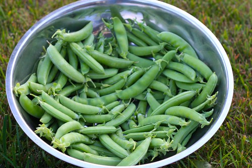 More Snap Pea Harvest | by joeysplanting
