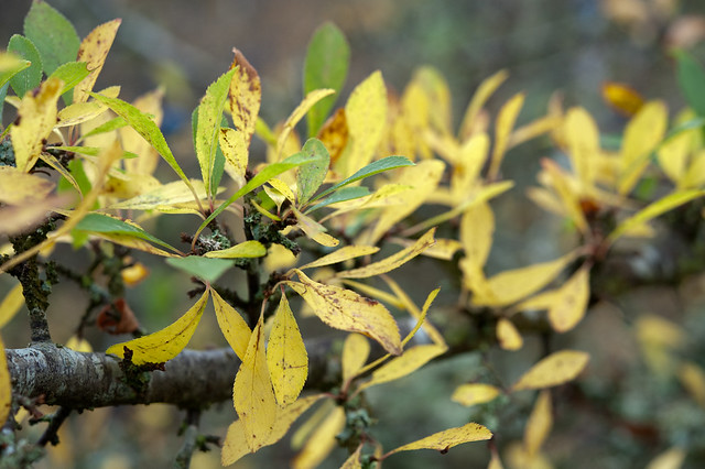 Blackthorn: autumn leaves