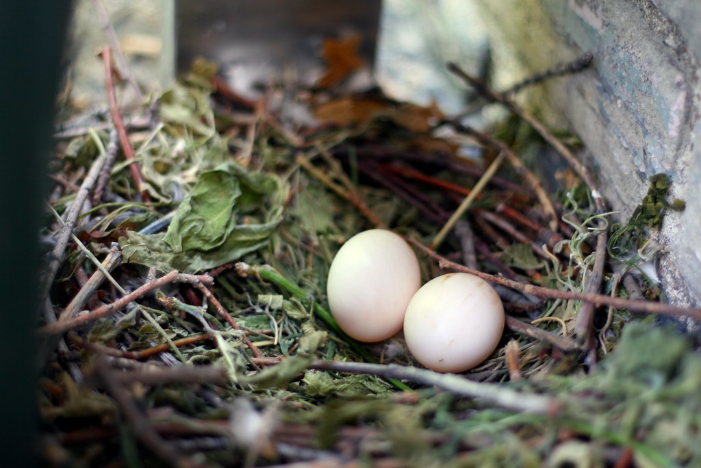Pigeon Eggs on Balcony