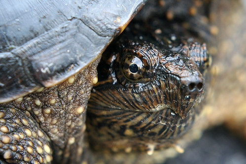 dinosaur | Turtle on hwy 13 southwood road. We moved him off… | Flickr