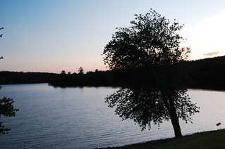 Tree By the Lake