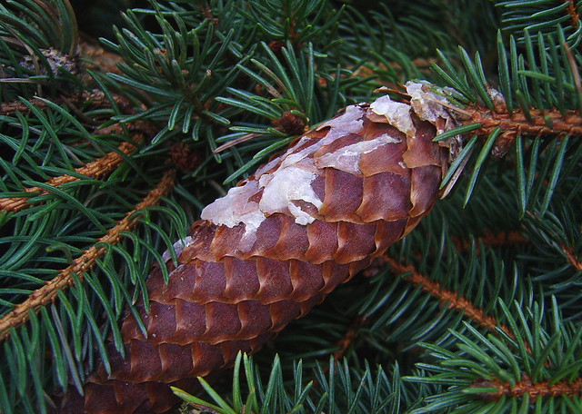 Picea abies (Pinaceae)