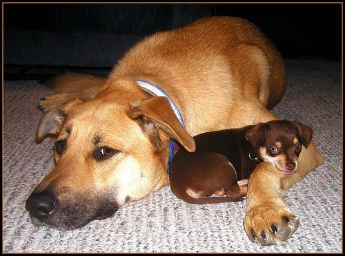 Big Dog Auggie and Tiny Jedediah the Chihuahua Are Best Friends by Melbie Toast