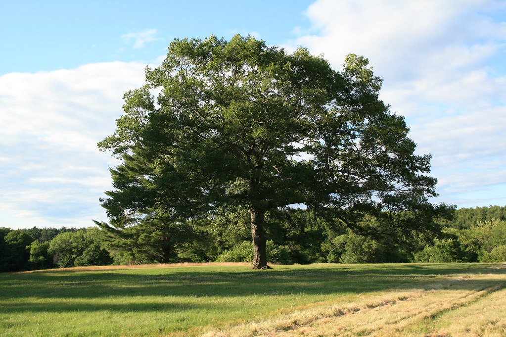 Randal J. Millen Nature Trail, near Newburyport and Vicinity