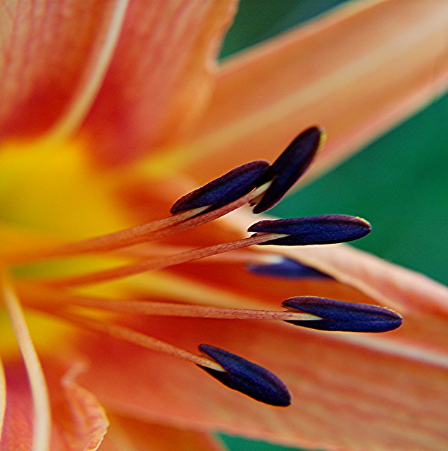 Glowing purple stamens glow against orange and gold Day Lily