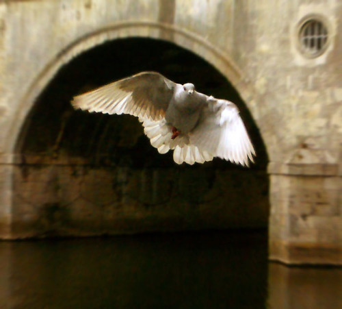 Pigeon framed by arch of Pulteney Bridge
