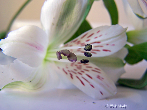 Delicate Beauty... | by welshlady