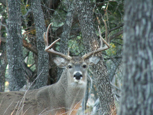 Whitetail Buck, Brady TX Nov 06