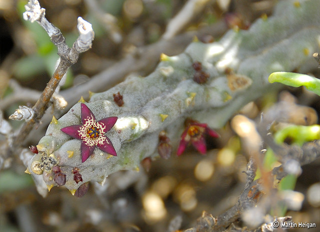 Quaqua swanepoelii flowering in habitat