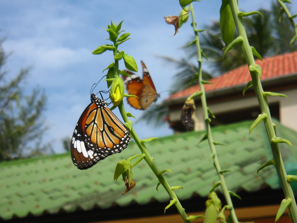 Butterfly By The Beach