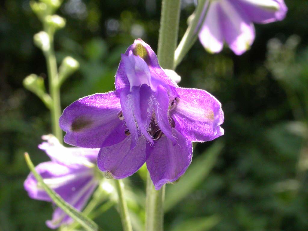 Tall Larkspur--flower | Delphinium exaltatum, another rarity… | Flickr