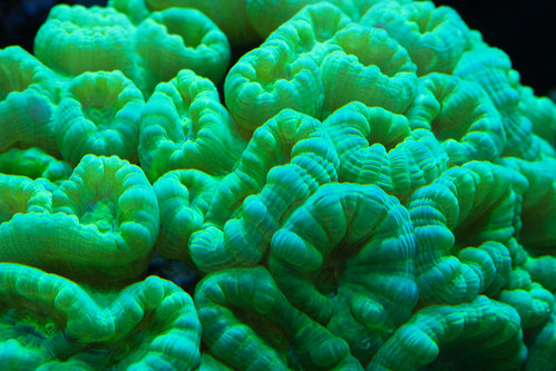 20d canon fishtank corals saltwater caulastreafurcata atlantisaquariums
