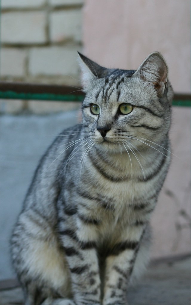 Tabby cat sitting