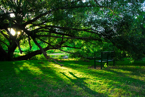 park sunset usa tree green grass bench geocaching pennsylvania seat willow erie frontierpark outstandingshots ©gregorypleau