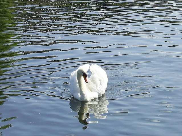 Swan on the River Lea Navigation