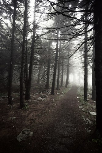fog forest path westvirginia blogged spruceknob notei blogged20070907 notcipb nottwit