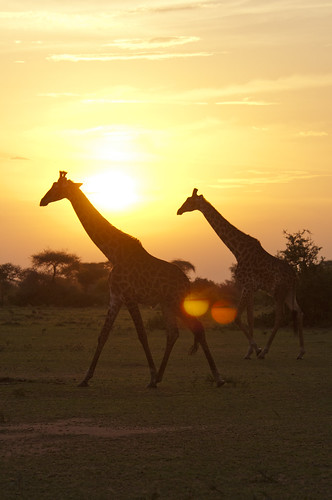 digital tanzania photo nikon safari serengeti d300