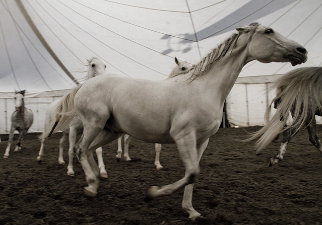 Cavalia horses, rehearsal; San Francisco (2010)