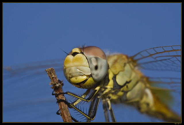 Sonrisa de libelula - Dragonfly smile