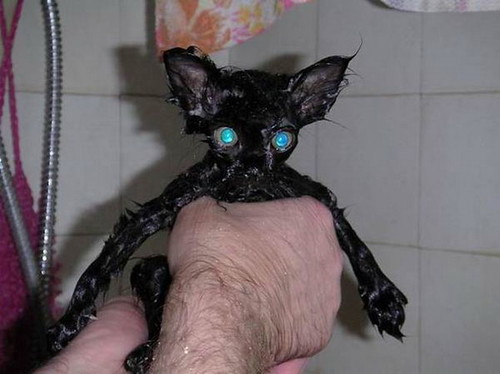 Wet Pussy 7 | by momofuku