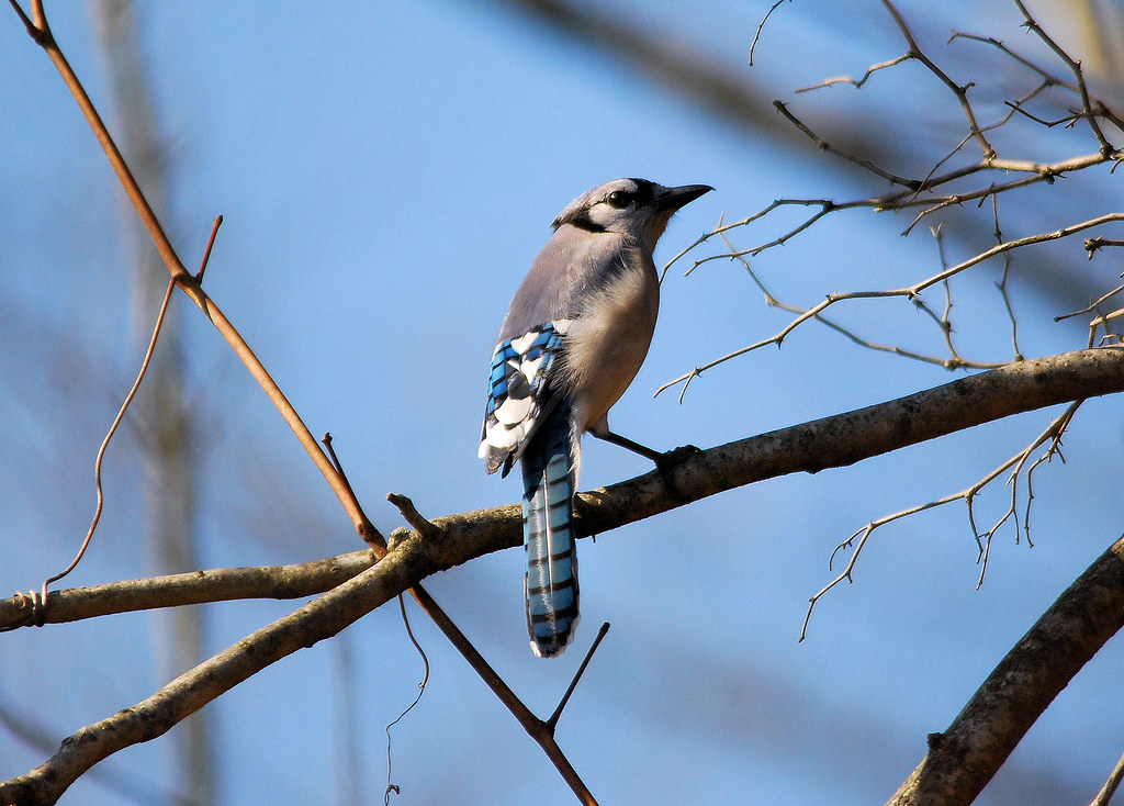 Female Bluejay DSC_8367_c_e, A female Bluejay poses on a br…