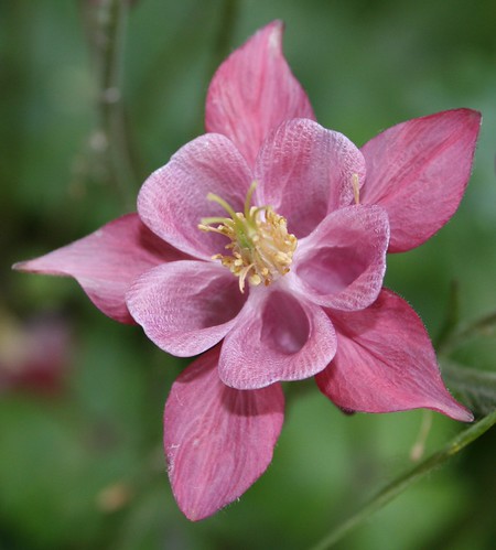 Pink Aquilegia | by rabble_b