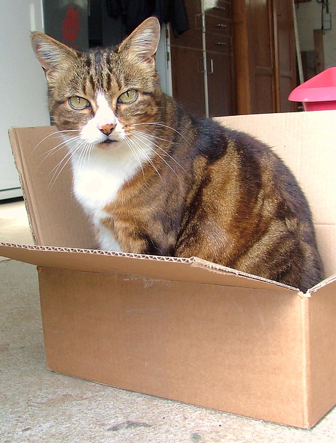Feline in a box - Wednesday July 25th 207