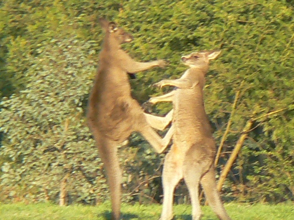 Buff ass kangaroo